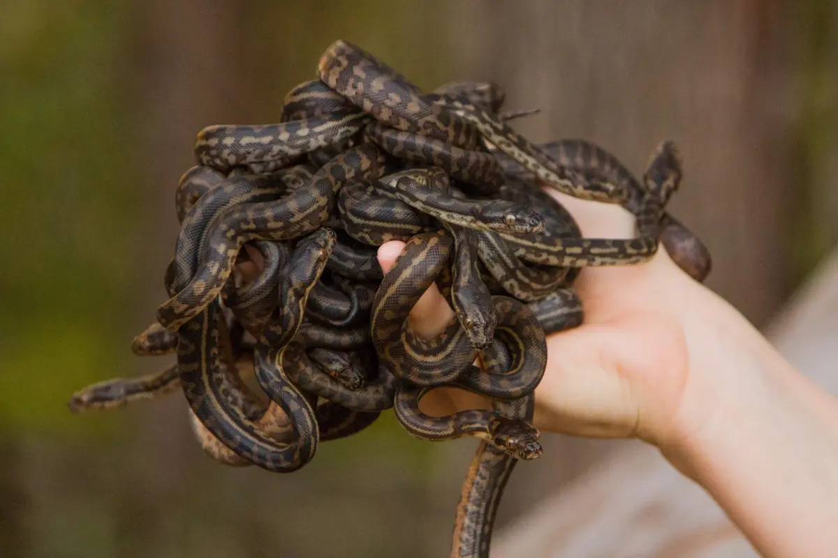 Native Wildlife in Rehabilitation